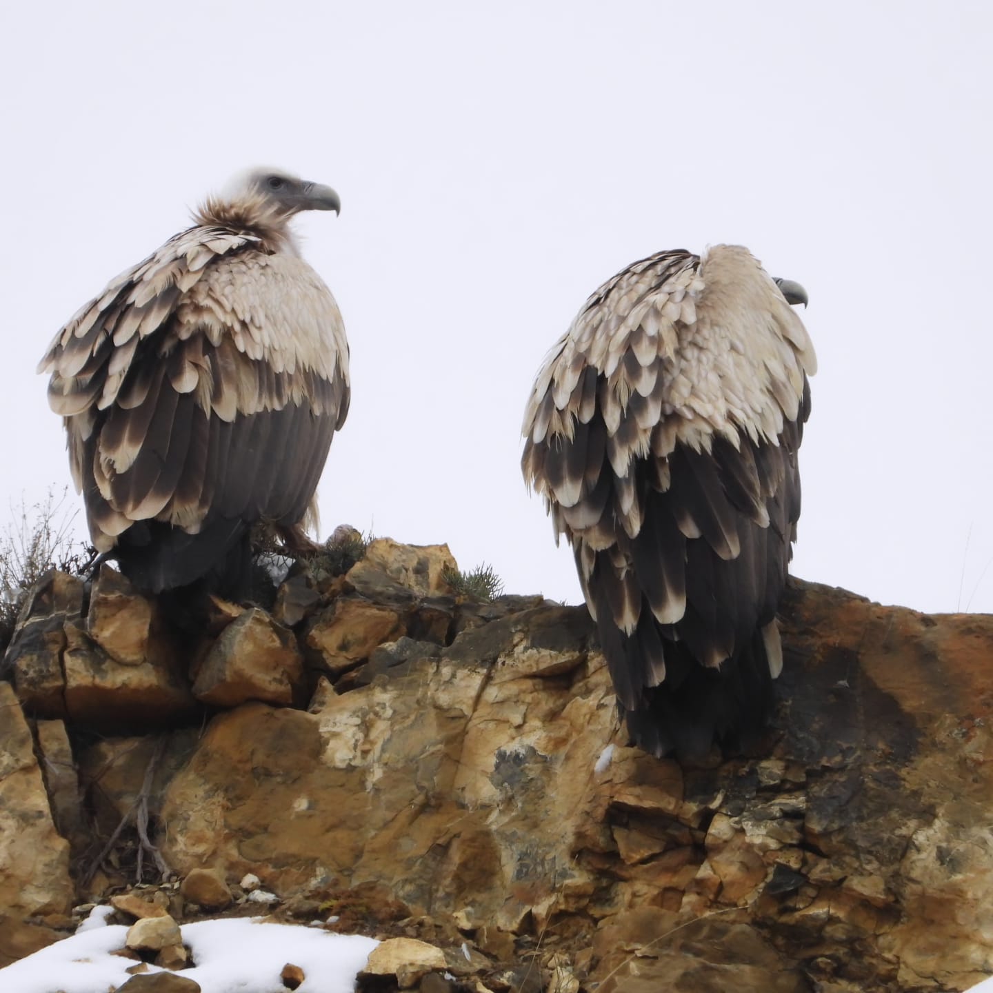 Majestic Himalayan Griffon Vultures resting high on the steep, rocky cliffs of Spiti.