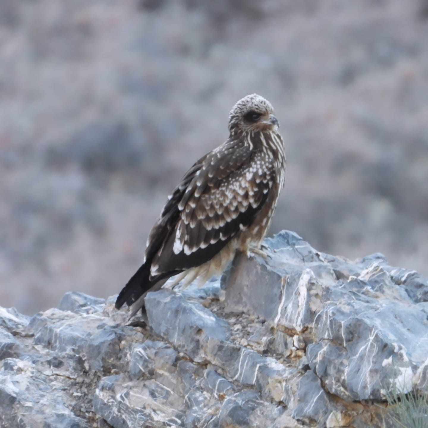 Two Little Owls perfectly camouflaged on the rocky, high-altitude terrain of Spiti Valley.
