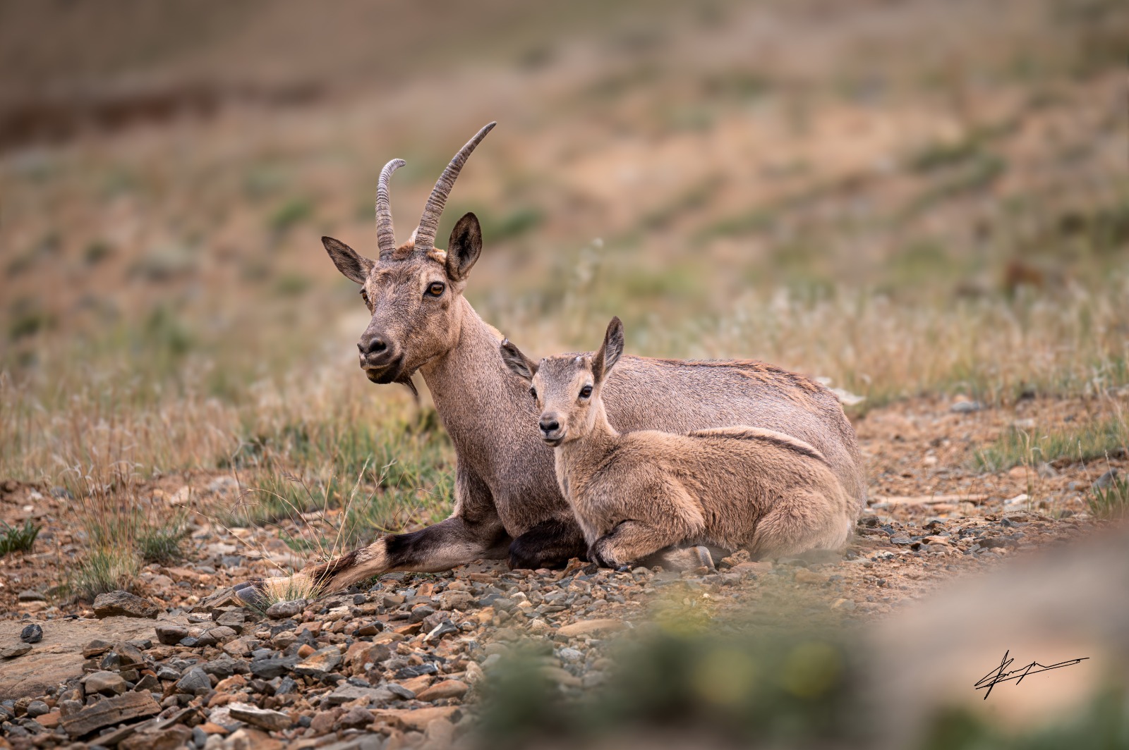 A female Himalayan Ibex resting peacefully with her young kid in the quiet Spiti landscape.