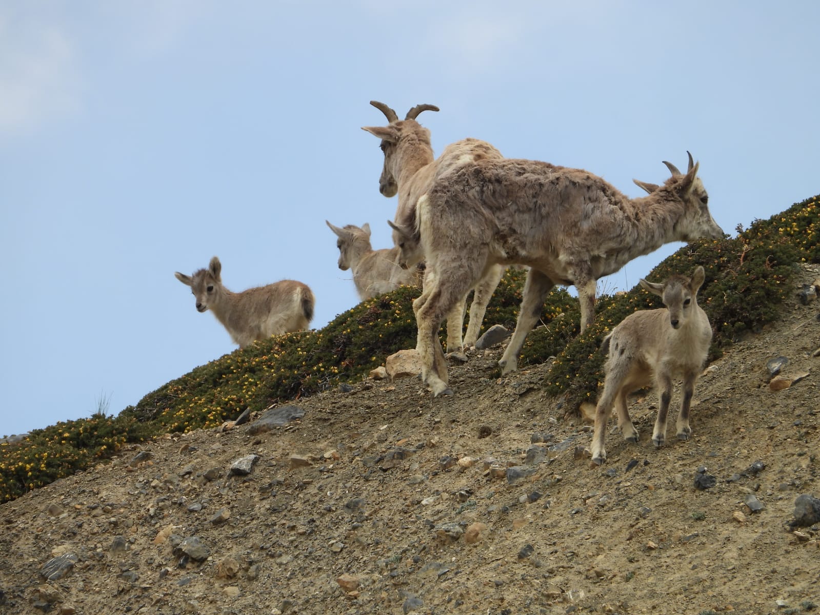 A tender moment in the wild: A Himalayan Ibex nursing her young in the rugged terrain of Spiti Valley.