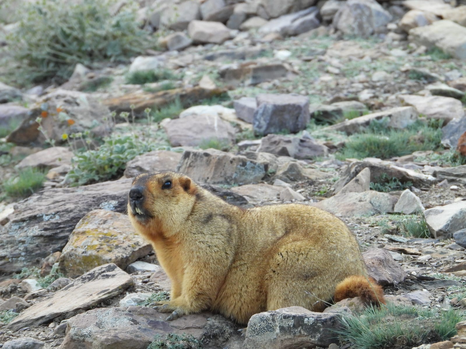 The elusive Ghost of the Mountains: A Snow Leopard resting on the snowy slopes of Spiti Valley.