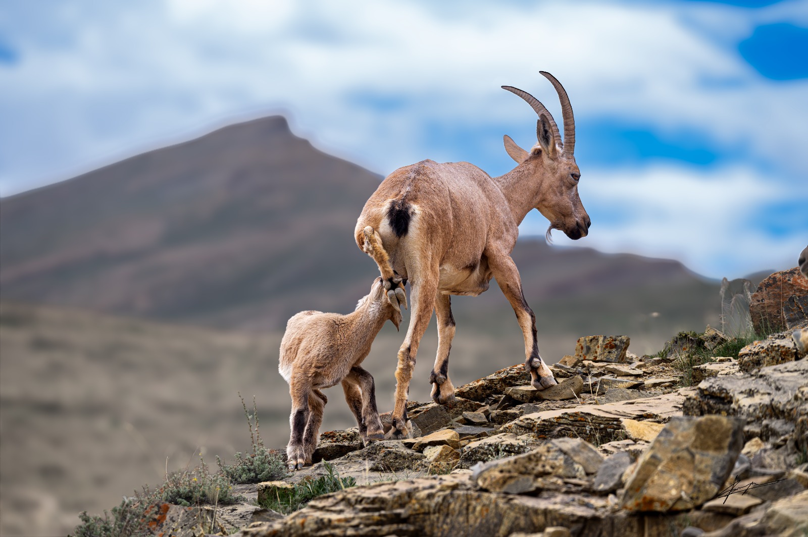 A magnificent mature male Himalayan Ibex showing off its thick, ridged horns in Spiti Valley.