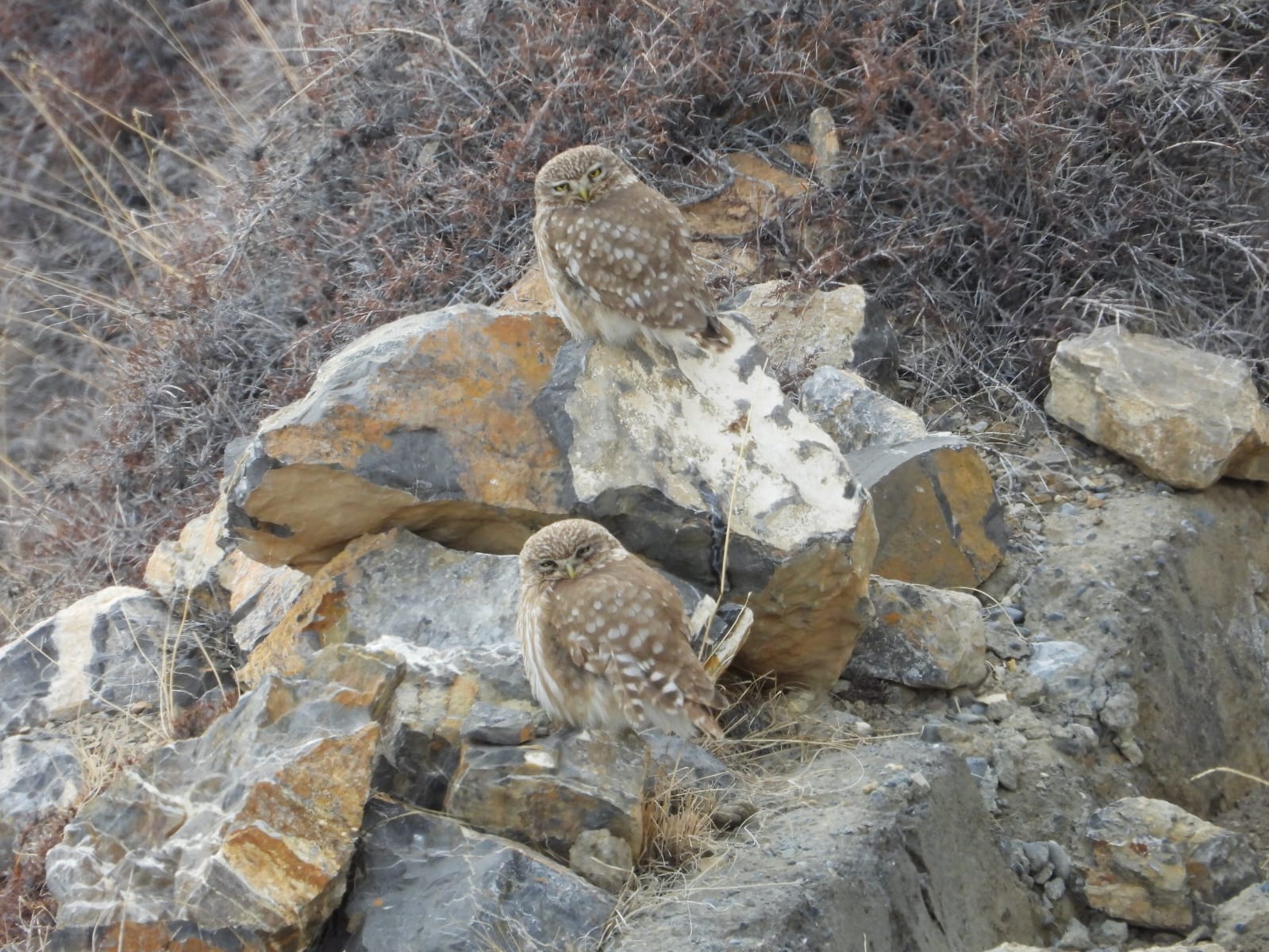 A beautiful bird of prey, the Black Kite, perched on the rocky mountain terrain overlooking Spiti Valley.