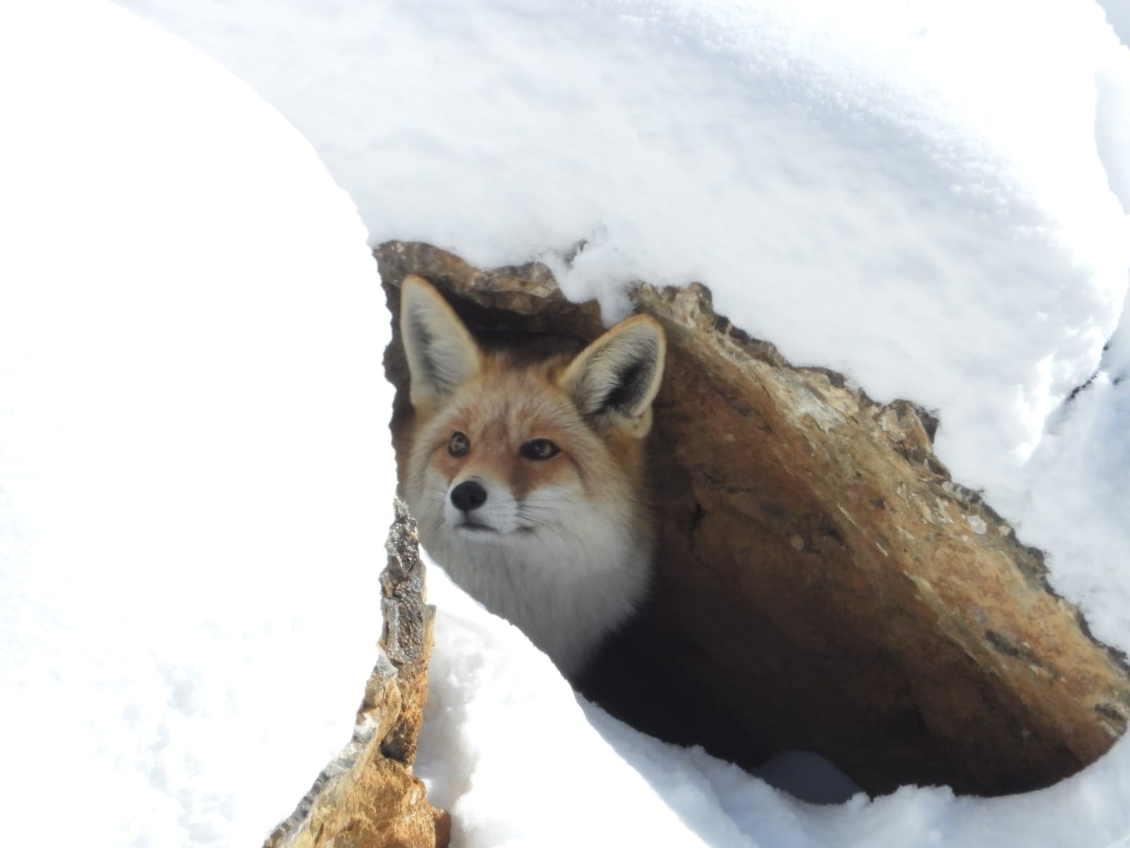 A striking Red Fox navigating the snowy Spiti landscape. Spot winter wildlife near Ridge & Roots!
