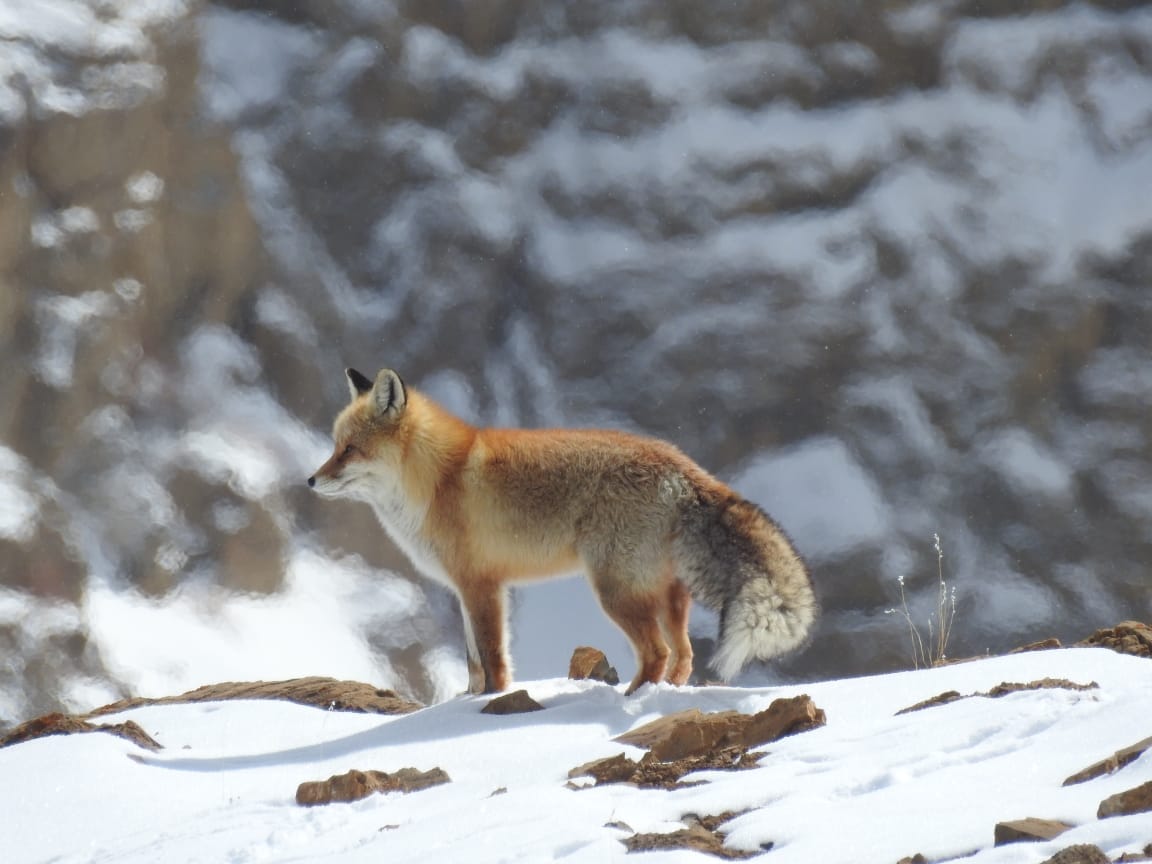 A beautiful Red Fox in the snowy mountains of Spiti Valley.