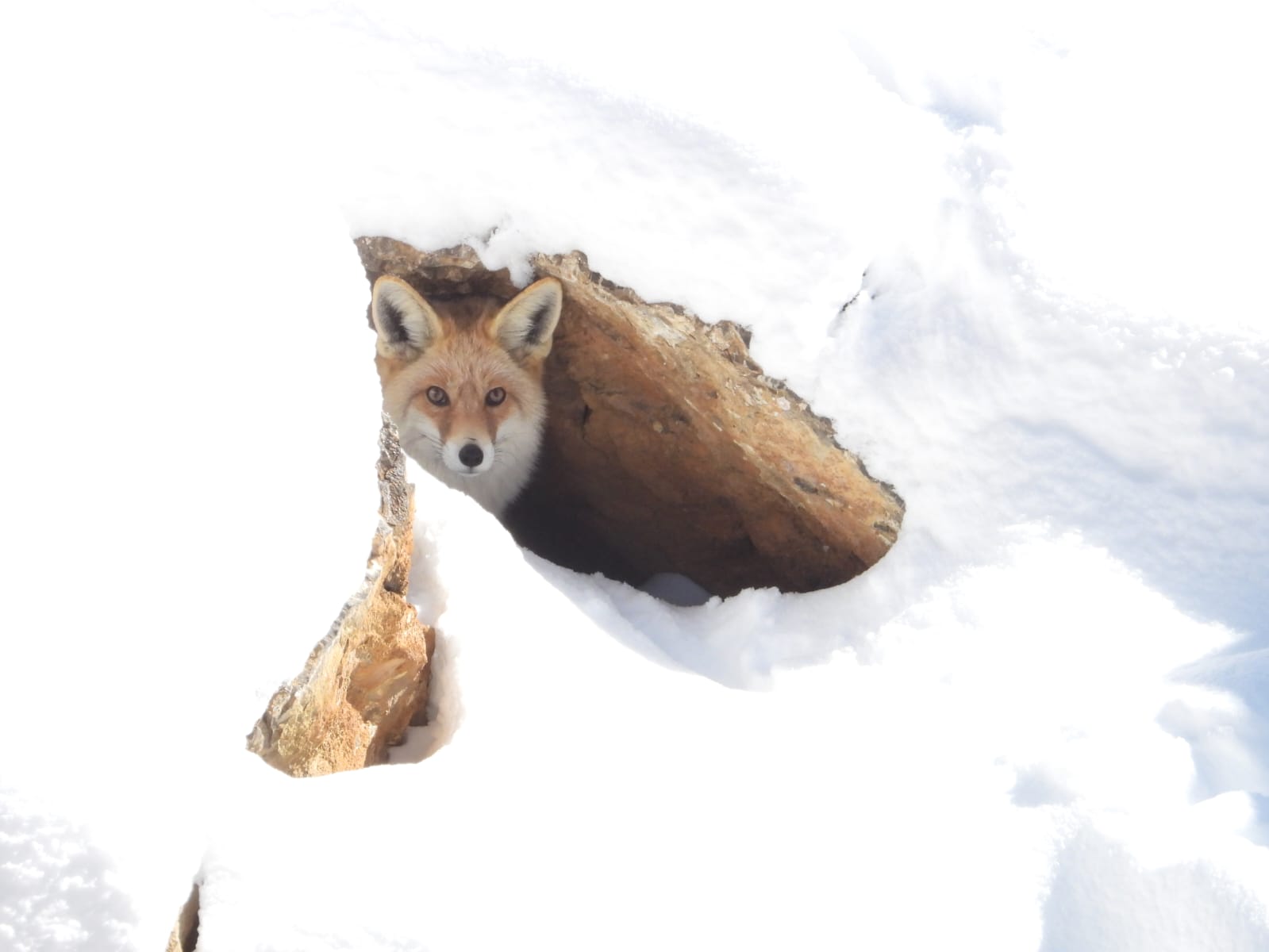 A Red Fox resting in the snowy hills of Spiti Valley.