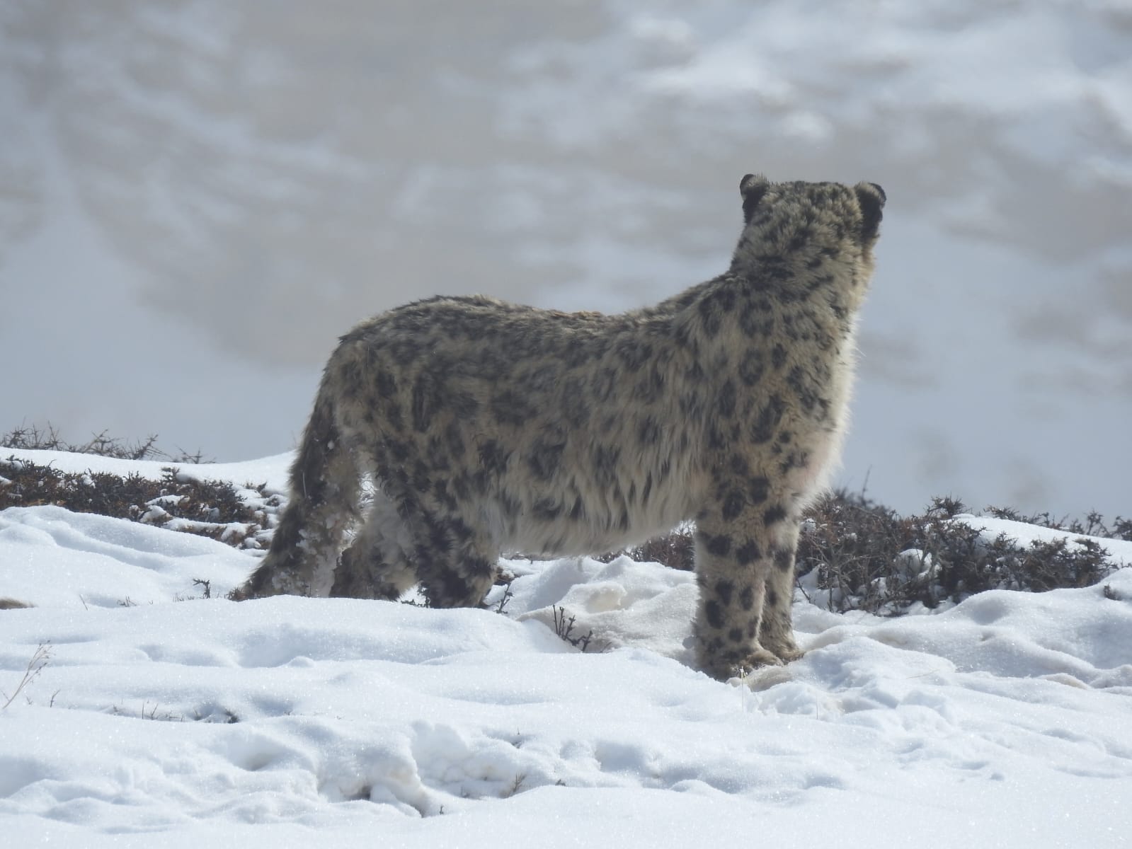 A magnificent Snow Leopard standing in the snow of Spiti Valley.