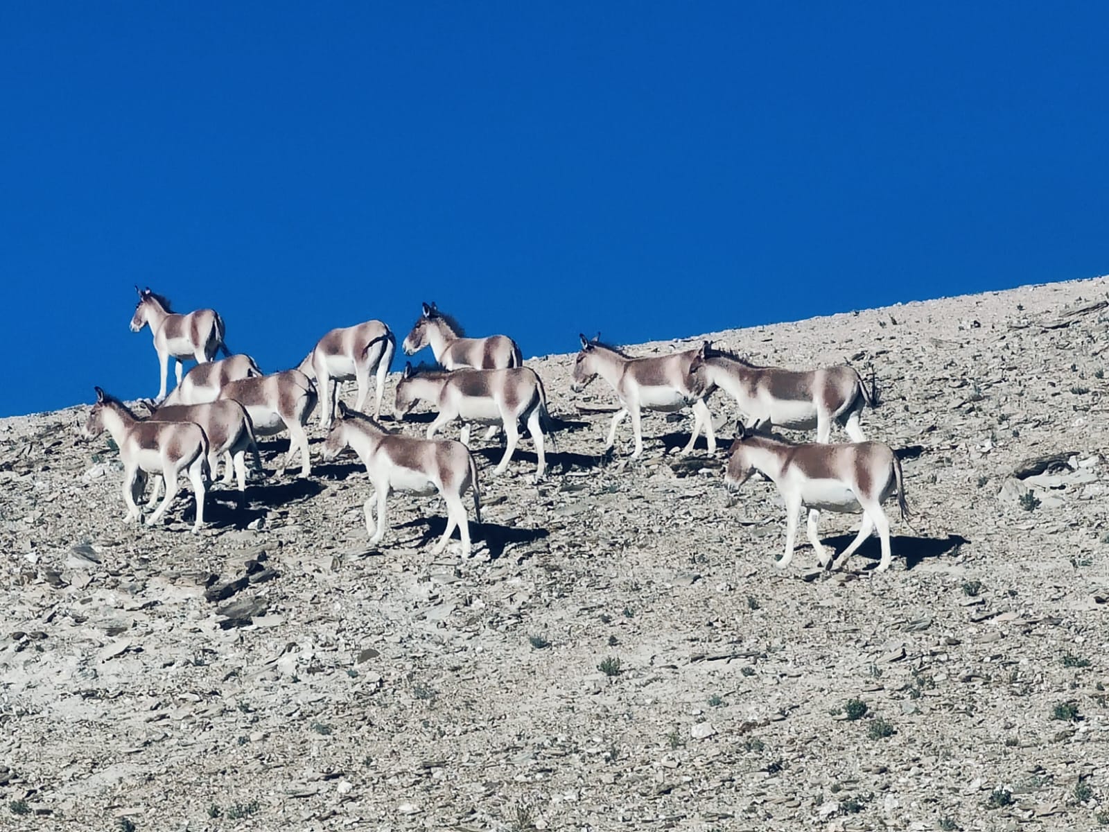 A herd of Tibetan wild ass (Kiang) roaming the vast landscape of Spiti Valley.