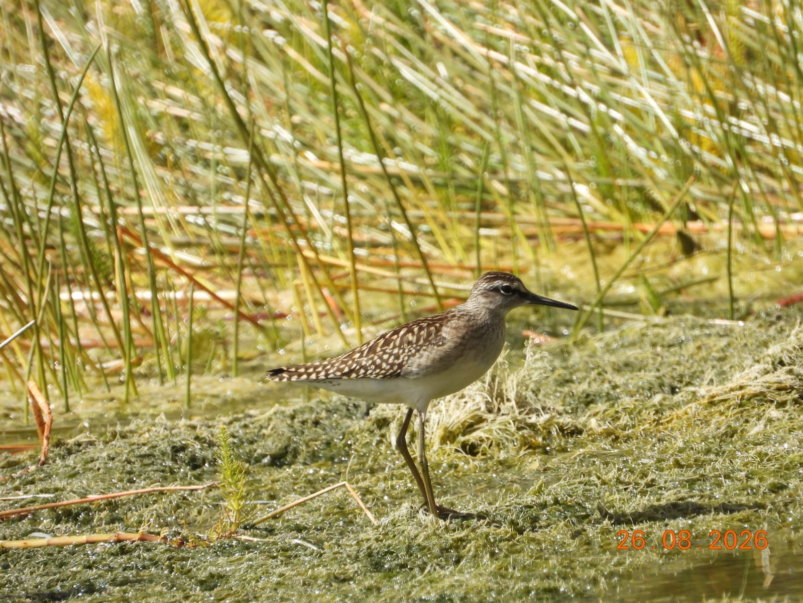 A beautiful bird wading through the grass in Spiti Valley.