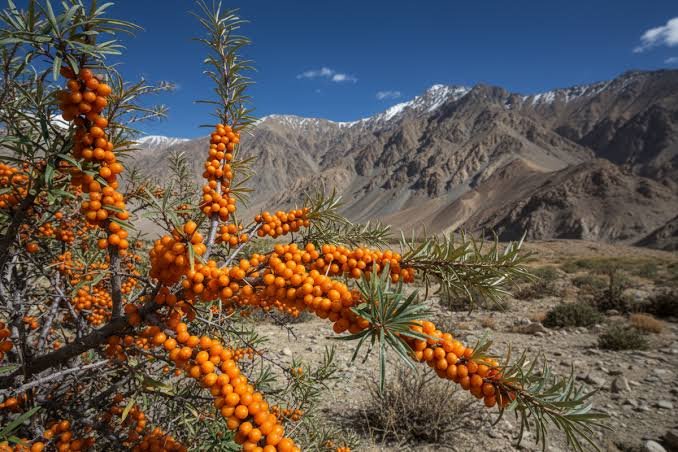 Sea Buckthorn Trails Rakchham
