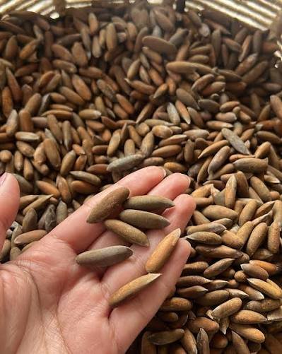 Bara Kaan (Dried Buckwheat leaves)
